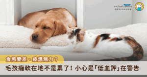 若發現毛孩總是全身無力、精神不濟，甚至癱軟在地時，千萬不要輕忽，這可能是「低血鉀」的警訊。鉀離子對心臟、肌肉運作和神經功能都至關重要，一旦血鉀濃度過低，不僅會讓毛孩出現肌肉無力、步態不穩，嚴重時甚至會導致心律不整，危及生命。