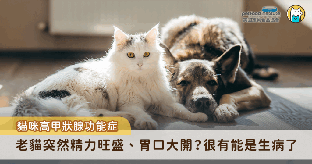 隨著醫療進步，寵物的平均壽命逐年上升，許多毛孩都能陪伴我們走過十幾年光陰。然而，在貓咪進入高齡階段後，各種慢性病也逐漸浮現，其中「高甲狀腺功能症」是一個常被忽略卻非常重要的疾病，此疾病症狀多變、初期難以察覺，許多飼主往往在疾病進展到中晚期時才發現異狀。