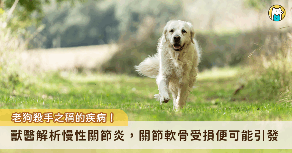 隨著醫療的進步，越來越多毛孩能健康邁入老年，但高齡犬常見的「慢性關節炎」卻成了牠們生活品質的隱形殺手。關節炎不只是單純的老化，背後涉及複雜的病理變化與多重原因，Wondervet 超級好獸醫分享關於關節炎的相關知識，包含治病因素和獸醫會如何診斷，全方面解析讓飼主更清楚了解關節炎對狗狗的影響。