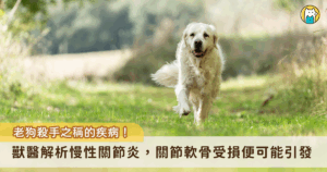 隨著醫療的進步，越來越多毛孩能健康邁入老年，但高齡犬常見的「慢性關節炎」卻成了牠們生活品質的隱形殺手。關節炎不只是單純的老化，背後涉及複雜的病理變化與多重原因，Wondervet 超級好獸醫分享關於關節炎的相關知識，包含治病因素和獸醫會如何診斷，全方面解析讓飼主更清楚了解關節炎對狗狗的影響。