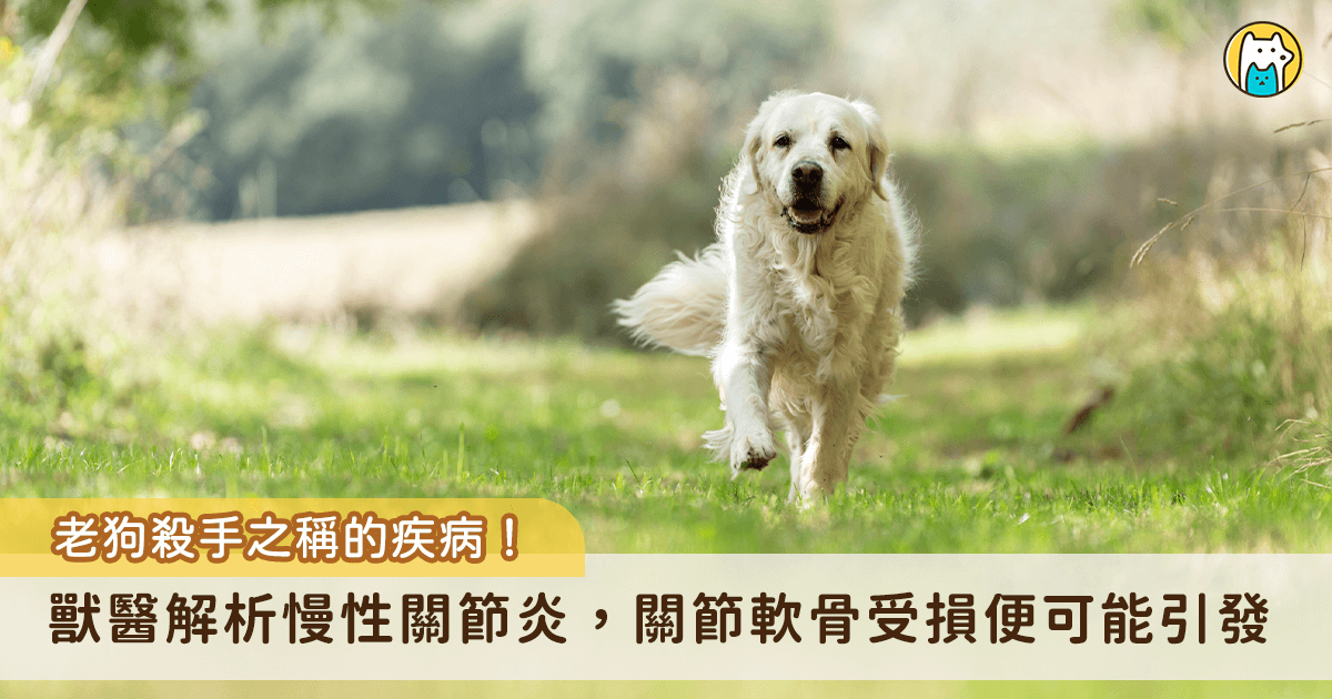 隨著醫療的進步，越來越多毛孩能健康邁入老年，但高齡犬常見的「慢性關節炎」卻成了牠們生活品質的隱形殺手。關節炎不只是單純的老化，背後涉及複雜的病理變化與多重原因，Wondervet 超級好獸醫分享關於關節炎的相關知識，包含治病因素和獸醫會如何診斷，全方面解析讓飼主更清楚了解關節炎對狗狗的影響。