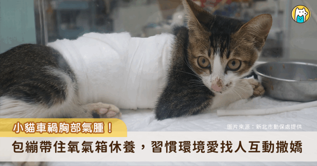 新北市動保處日前接獲通報新店區達觀路有隻白色虎斑貓，疑似車禍受傷臉部髒污癱臥路旁隨即派員救援，經醫療中心李獸醫師檢查後，發現白虎斑貓全身癱軟、呼吸有異樣、X 光檢查下可見肺部塌陷、皮下氣腫、肋骨斷裂，應該是車禍或高空摔落所造成，白虎斑貓經吸氧及加強照護治療後已恢復健康，由住在新店的吳小姐認養，有了幸福溫暖的家。