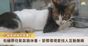 新北市動保處日前接獲通報新店區達觀路有隻白色虎斑貓，疑似車禍受傷臉部髒污癱臥路旁隨即派員救援，經醫療中心李獸醫師檢查後，發現白虎斑貓全身癱軟、呼吸有異樣、X 光檢查下可見肺部塌陷、皮下氣腫、肋骨斷裂，應該是車禍或高空摔落所造成，白虎斑貓經吸氧及加強照護治療後已恢復健康，由住在新店的吳小姐認養，有了幸福溫暖的家。