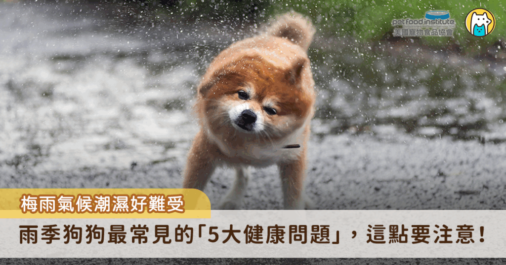 每年梅雨季一到，空氣濕度節節攀高，不只人感到悶熱難耐，對狗狗來說更是一場健康危機的考驗。雨下不停，讓生活空間變得潮濕，細菌、黴菌也趁機大肆滋長，對體質敏感的狗狗而言，若照護不當，輕則皮膚搔癢、腸胃不適，嚴重則可能引發中暑甚至食物中毒。