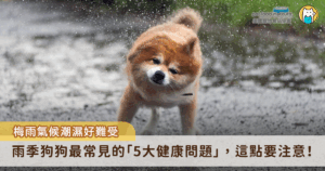 每年梅雨季一到，空氣濕度節節攀高，不只人感到悶熱難耐，對狗狗來說更是一場健康危機的考驗。雨下不停，讓生活空間變得潮濕，細菌、黴菌也趁機大肆滋長，對體質敏感的狗狗而言，若照護不當，輕則皮膚搔癢、腸胃不適，嚴重則可能引發中暑甚至食物中毒。