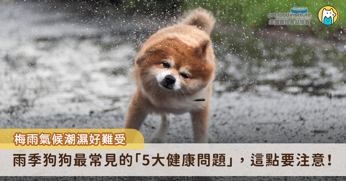 每年梅雨季一到，空氣濕度節節攀高，不只人感到悶熱難耐，對狗狗來說更是一場健康危機的考驗。雨下不停，讓生活空間變得潮濕，細菌、黴菌也趁機大肆滋長，對體質敏感的狗狗而言，若照護不當，輕則皮膚搔癢、腸胃不適，嚴重則可能引發中暑甚至食物中毒。