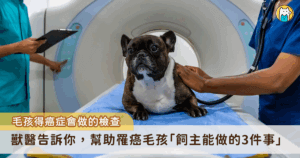 小動物癌症的發生率比想像的常見，當飼主可能會在毛孩身上摸到團塊，心裡會擔心會不會是腫瘤。事實上，團塊的成因多樣，從單純的發炎反應，到良性或惡性的腫瘤都有可能。面對這樣的情況，及早進行正確的檢查與診斷，是守護毛孩健康的第一步。若是確診罹癌，飼主保持心態樂觀、提供毛孩足夠的營養、保健品補充，更能幫助毛孩維持生活品質。
