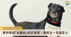 新北市動保處鼓勵民眾至各動物之家及認養小棧認養動物，推出多項認養優惠，其中為了讓所內個性穩定的高齡毛寶貝儘快找到家，更加碼推出多項補助優惠。日前有民眾被新店動物之家收容的米克斯黑犬「帥帥」深深吸引，帥帥久居收容所近 7 年後終於被認養，成功重返家庭。 　