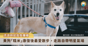 新北市動保處日前接獲通報，新店區車子路有黃色遊蕩犬隻疑似受傷屁股流血，派員前往救援後發現犬隻肛門旁有出血腫塊，隨後經過手術現已康復，取名為「糯米」，目前糯米正在動物之家等待有緣人給牠一個永遠的家。