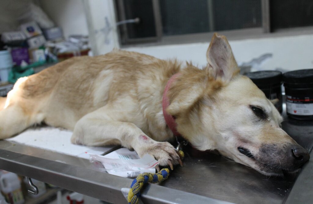 浪犬「屁股長瘤」康復後最愛散步! 大長腿燦笑走路自帶明星氣場 新北市動保處日前接獲通報,新店區車子路有黃色遊蕩犬隻疑似受傷屁股流血,派員前往救援後發現犬隻肛門旁有出血腫塊,隨後經過手術現已康復,取名為「糯米」,目前糯米正在動物之家等待有緣人給牠一個永遠的家。