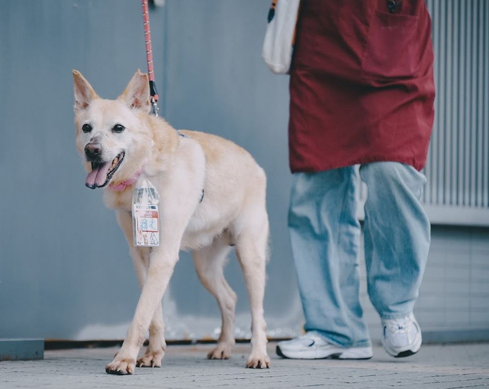 浪犬「屁股長瘤」康復後最愛散步! 大長腿燦笑走路自帶明星氣場 新北市動保處日前接獲通報,新店區車子路有黃色遊蕩犬隻疑似受傷屁股流血,派員前往救援後發現犬隻肛門旁有出血腫塊,隨後經過手術現已康復,取名為「糯米」,目前糯米正在動物之家等待有緣人給牠一個永遠的家。