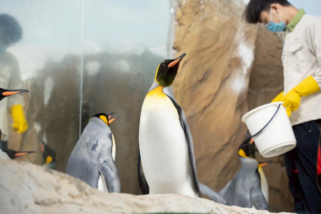 台北市立動物園宣布將休園10天! 民眾把握機會這天前來遊園 台北市立動物園為了進行必要維護管理,將進行修園,更新動物們的室內外活動環境,今年不對外開放日期自 6 月 18 日 (三) 至 6 月 27 日 (五) 止,總計 10 天,提醒民眾若有前來動物園的規劃,請務必避開這段期間。