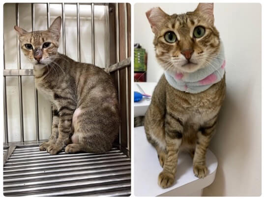 貓咪「百元散熱神物」菜市場買得到!整碗睡到翻 飼主笑:一躺都不起來 醃泡菜意外發現的散熱好物!飼主 Stella Yen 日前買回一個不銹鋼盆,引來家裡貓咪的好奇圍觀,其中一隻愛貓「吐司」對於冰冰涼涼的鋼盆愛不釋手,枕在小軟墊上睡到翻肚,似乎把鋼盆當作散熱道具,讓飼主看了笑說,「吐司一睡都不起來換其他貓睡看看!」
