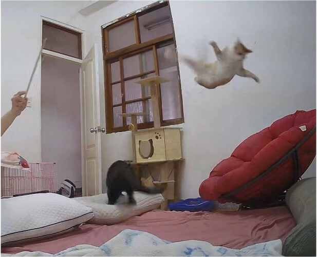 貓咪「百元散熱神物」菜市場買得到!整碗睡到翻 飼主笑:一躺都不起來 醃泡菜意外發現的散熱好物!飼主 Stella Yen 日前買回一個不銹鋼盆,引來家裡貓咪的好奇圍觀,其中一隻愛貓「吐司」對於冰冰涼涼的鋼盆愛不釋手,枕在小軟墊上睡到翻肚,似乎把鋼盆當作散熱道具,讓飼主看了笑說,「吐司一睡都不起來換其他貓睡看看!」