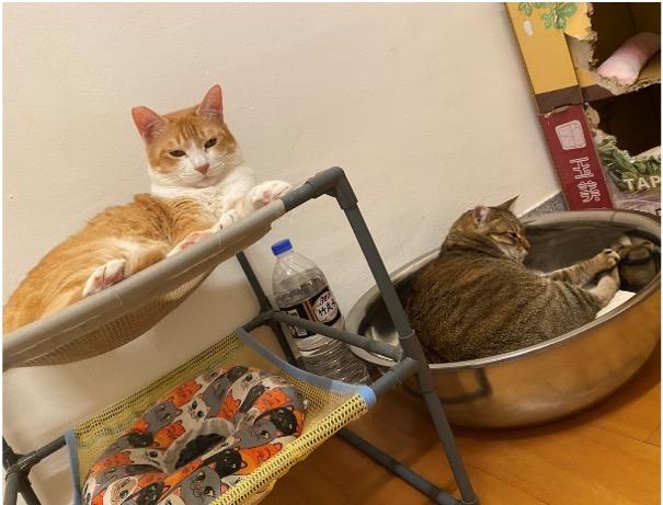 貓咪「百元散熱神物」菜市場買得到!整碗睡到翻 飼主笑:一躺都不起來 醃泡菜意外發現的散熱好物!飼主 Stella Yen 日前買回一個不銹鋼盆,引來家裡貓咪的好奇圍觀,其中一隻愛貓「吐司」對於冰冰涼涼的鋼盆愛不釋手,枕在小軟墊上睡到翻肚,似乎把鋼盆當作散熱道具,讓飼主看了笑說,「吐司一睡都不起來換其他貓睡看看!」