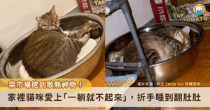 醃泡菜意外發現的散熱好物！飼主 Stella Yen 日前買回一個不銹鋼盆，引來家裡貓咪的好奇圍觀，其中一隻愛貓「吐司」對於冰冰涼涼的鋼盆愛不釋手，枕在小軟墊上睡到翻肚，似乎把鋼盆當作散熱道具，讓飼主看了笑說，「吐司一睡都不起來換其他貓睡看看！」