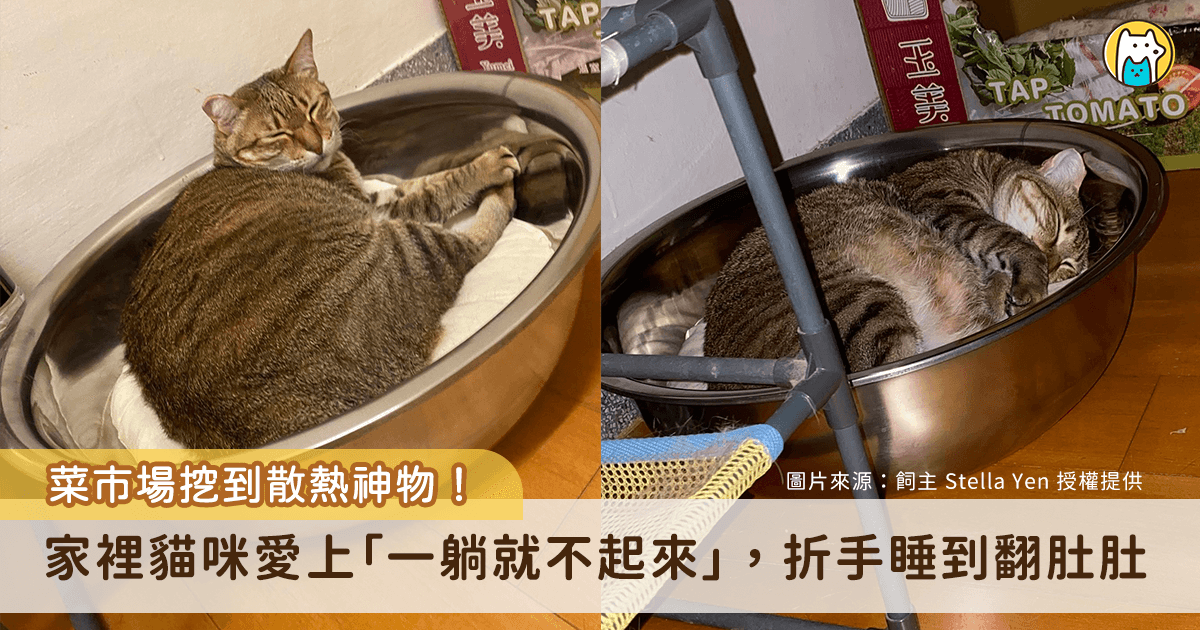 醃泡菜意外發現的散熱好物！飼主 Stella Yen 日前買回一個不銹鋼盆，引來家裡貓咪的好奇圍觀，其中一隻愛貓「吐司」對於冰冰涼涼的鋼盆愛不釋手，枕在小軟墊上睡到翻肚，似乎把鋼盆當作散熱道具，讓飼主看了笑說，「吐司一睡都不起來換其他貓睡看看！」