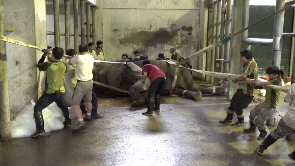 北市動物園非洲象「美代」42歲離世 退休保育員趕見最後一面道別 台北市立動物園 42 歲非洲象「美代」6 日上午出現脫水、無法站立的狀況,體力急劇衰退,經專家判斷已無法恢復正常生理機能,將進行人道處置,曾經照顧過美代的保育員得知消息也到場與美代做最後的道別。美代的遺體連夜解剖,獸醫研判死因為全身性感染。