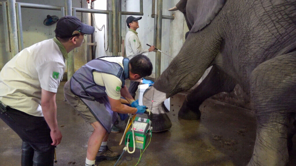 北市動物園非洲象「美代」42歲離世 退休保育員趕見最後一面道別 台北市立動物園 42 歲非洲象「美代」6 日上午出現脫水、無法站立的狀況,體力急劇衰退,經專家判斷已無法恢復正常生理機能,將進行人道處置,曾經照顧過美代的保育員得知消息也到場與美代做最後的道別。美代的遺體連夜解剖,獸醫研判死因為全身性感染。