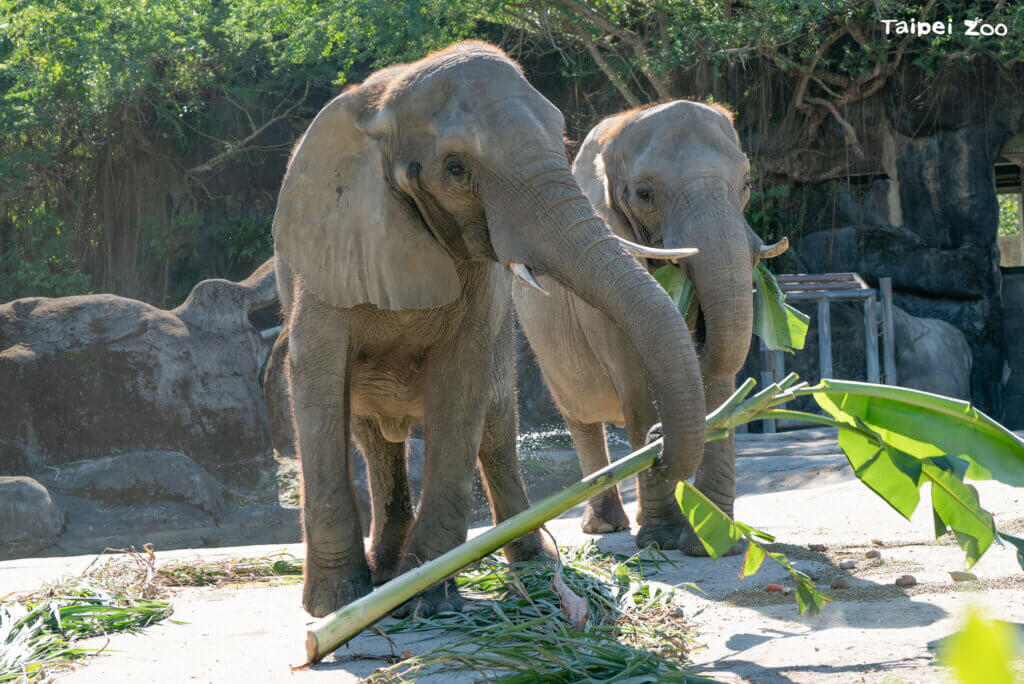 北市動物園非洲象「美代」42歲離世 退休保育員趕見最後一面道別 台北市立動物園 42 歲非洲象「美代」6 日上午出現脫水、無法站立的狀況,體力急劇衰退,經專家判斷已無法恢復正常生理機能,將進行人道處置,曾經照顧過美代的保育員得知消息也到場與美代做最後的道別。美代的遺體連夜解剖,獸醫研判死因為全身性感染。
