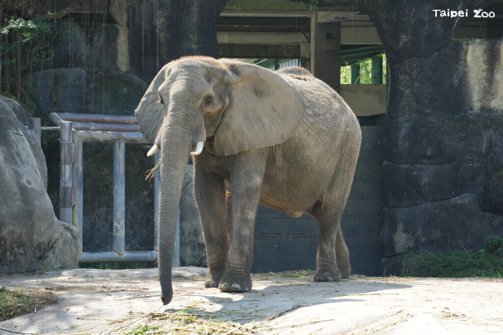 北市動物園非洲象「美代」42歲離世 退休保育員趕見最後一面道別 台北市立動物園 42 歲非洲象「美代」6 日上午出現脫水、無法站立的狀況,體力急劇衰退,經專家判斷已無法恢復正常生理機能,將進行人道處置,曾經照顧過美代的保育員得知消息也到場與美代做最後的道別。美代的遺體連夜解剖,獸醫研判死因為全身性感染。