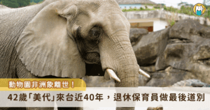 台北市立動物園 42 歲非洲象「美代」6 日上午出現脫水、無法站立的狀況，體力急劇衰退，經專家判斷已無法恢復正常生理機能，將進行人道處置，曾經照顧過美代的保育員得知消息也到場與美代做最後的道別。美代的遺體連夜解剖，獸醫研判死因為全身性感染。