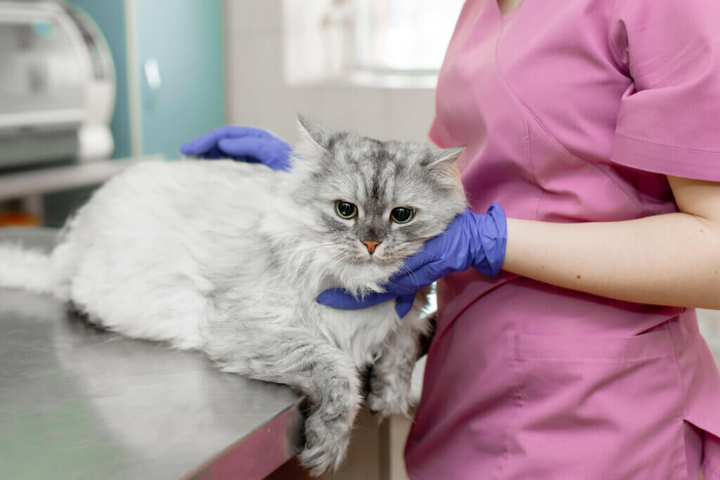 毛孩突然拉肚子、精神不振 飼主最常忽略的「1個細節」是元兇 許多飼主都有過類似的經驗,狗狗突然拉肚子、精神不濟,但回想牠吃下肚的似乎都是平常的飼料或鮮食,事實上,有時問題並非出在食物本身,而是在飼主處理食物的過程中,少了一個關鍵動作—「保存與分裝」。