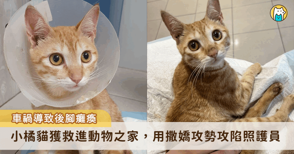 新北市動保處日前接獲通報，新店區安和路二段有一隻小橘貓疑似受傷，無法站立，極需協助。動保處立即派員前往現場救援。當時的小橘貓疑因車禍重創，癱軟地躺在路旁，動彈不得，救援人員隨即將牠送往毛寶貝醫療中心緊急治療。經獸醫初步檢查，所幸並無生命危險，惟腰椎受傷已後肢癱瘓。目前小橘貓已找到新的家庭重新展開新生活。