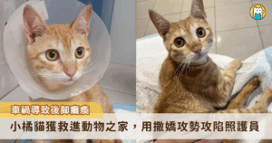新北市動保處日前接獲通報，新店區安和路二段有一隻小橘貓疑似受傷，無法站立，極需協助。動保處立即派員前往現場救援。當時的小橘貓疑因車禍重創，癱軟地躺在路旁，動彈不得，救援人員隨即將牠送往毛寶貝醫療中心緊急治療。經獸醫初步檢查，所幸並無生命危險，惟腰椎受傷已後肢癱瘓。目前小橘貓已找到新的家庭重新展開新生活。