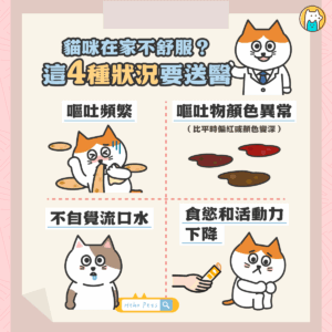 當貓咪開始狂吐…4種可能原因＋就診判斷指南一次整理