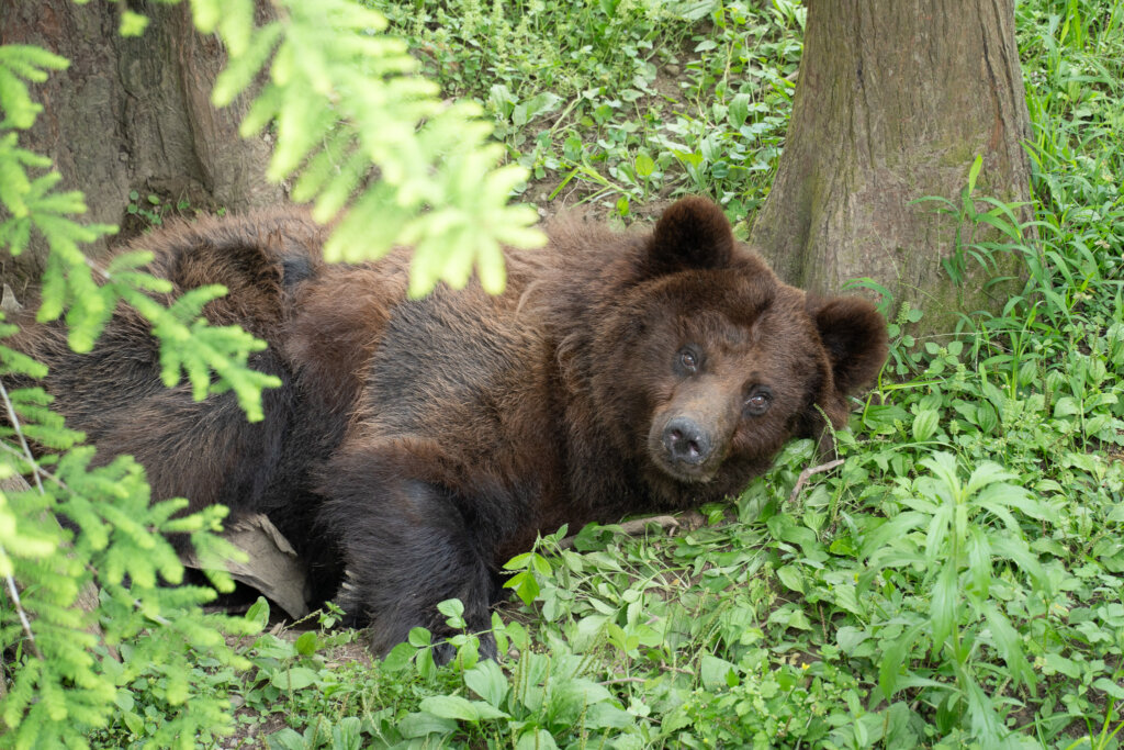北市動物園休園10天忙維護 動物們一旁「悠哉午睡」畫面曝光 台北市立動物園 18 日至 27 日休園 10 天不對外開放,期間工作人員將緊鑼密鼓地補強及更新動物們的室內外活動環境。18 日為休園的第一天,動物園分享第一天休園的日常,動物們與忙進忙出的工作人員相較下顯得悠閒,躺在一旁午睡的畫面也曝光。