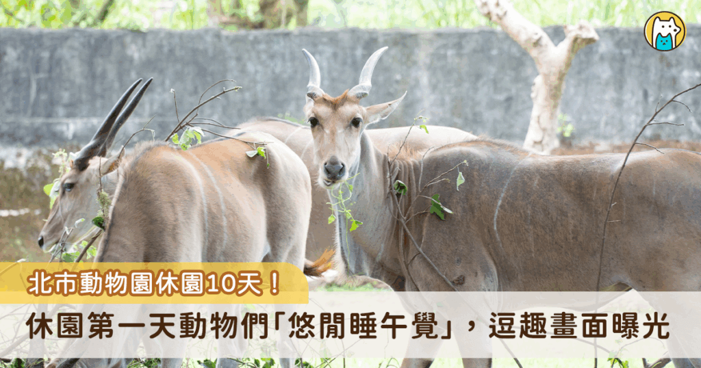 台北市立動物園 18 日至 27 日休園 10 天不對外開放，期間工作人員將緊鑼密鼓地補強及更新動物們的室內外活動環境。18 日為休園的第一天，動物園分享第一天休園的日常，動物們與忙進忙出的工作人員相較下顯得悠閒，躺在一旁午睡的畫面也曝光。