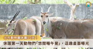 台北市立動物園 18 日至 27 日休園 10 天不對外開放，期間工作人員將緊鑼密鼓地補強及更新動物們的室內外活動環境。18 日為休園的第一天，動物園分享第一天休園的日常，動物們與忙進忙出的工作人員相較下顯得悠閒，躺在一旁午睡的畫面也曝光。