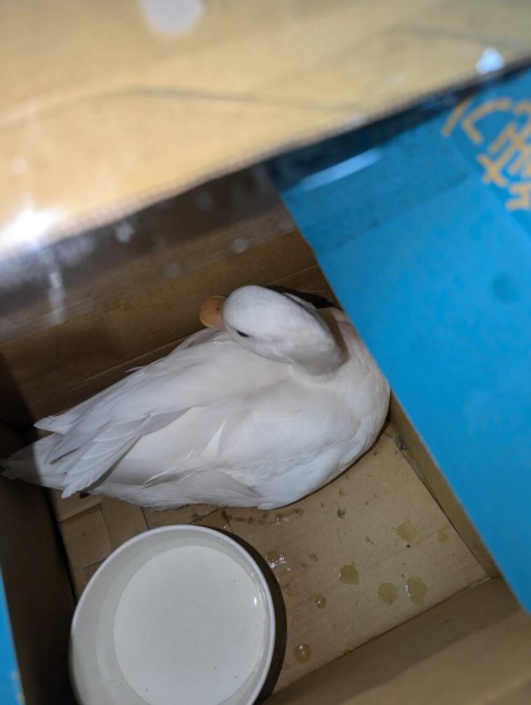 新北市動保處日前接獲永和區中正橋派出所通報，民眾在中正路超商門口發現 1 隻黃嘴白羽柯爾鴨，須帶回安置並代尋失主，經獸醫師檢查無外傷經公告認領，1 天內家住永和林小姐就致電表示，她所飼養的鴨子昨日從自家 5 樓陽台跳下後不見蹤影，動保處經查地緣關係，確認林小姐為飼主後予以領回，也建議飼主可以幫寵物注射晶片或套裝腳環，此措施可為飼主提高失而復得的機率。