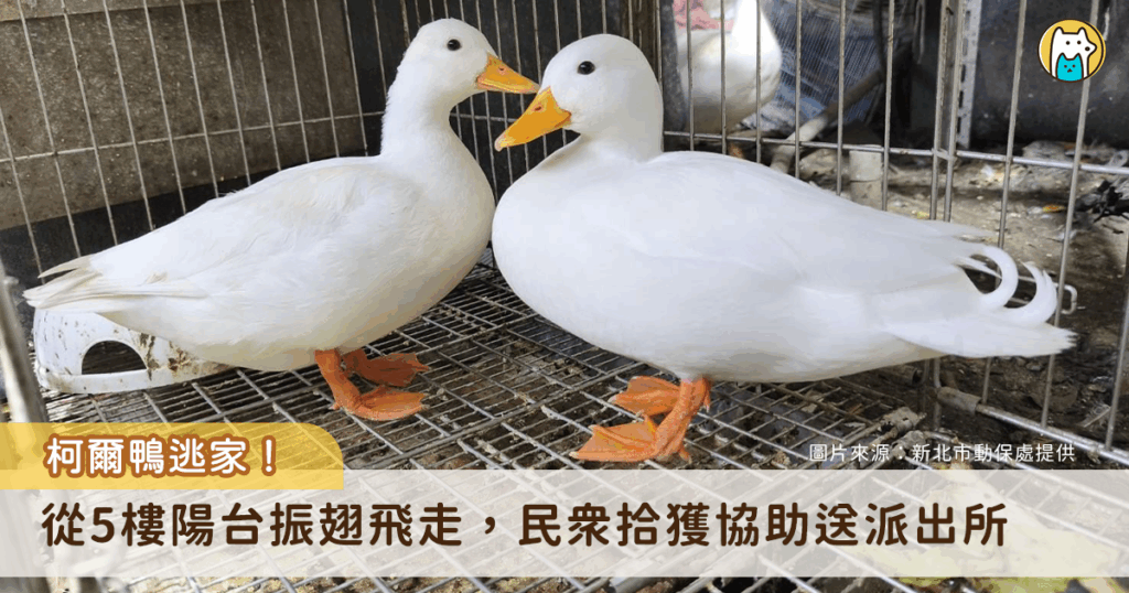 新北市動保處日前接獲永和區中正橋派出所通報，民眾在中正路超商門口發現 1 隻黃嘴白羽柯爾鴨，須帶回安置並代尋失主，經獸醫師檢查無外傷經公告認領，1 天內家住永和林小姐就致電表示，她所飼養的鴨子昨日從自家 5 樓陽台跳下後不見蹤影，動保處經查地緣關係，確認林小姐為飼主後予以領回，也建議飼主可以幫寵物注射晶片或套裝腳環，此措施可為飼主提高失而復得的機率。