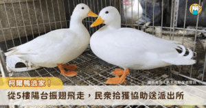 新北市動保處日前接獲永和區中正橋派出所通報，民眾在中正路超商門口發現 1 隻黃嘴白羽柯爾鴨，須帶回安置並代尋失主，經獸醫師檢查無外傷經公告認領，1 天內家住永和林小姐就致電表示，她所飼養的鴨子昨日從自家 5 樓陽台跳下後不見蹤影，動保處經查地緣關係，確認林小姐為飼主後予以領回，也建議飼主可以幫寵物注射晶片或套裝腳環，此措施可為飼主提高失而復得的機率。