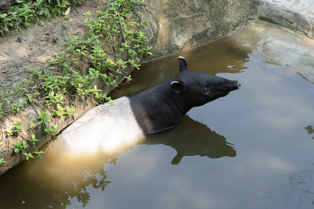 休園期間動物們進水池消暑 台灣黑熊泡澡「張嘴微笑」工讀生畫面曝光 台北市立動物園自 18 日起修園 10 天,期間進行環境與設施維運,動物們也享受著清閒時光,與忙進忙出的工作人員相比,許多動物已經開始在戲水消暑,大象、馬來虎、馬來貘等等紛紛進去到水池泡澡,工作人員更捕捉到台灣黑熊「黑輪」邊泡水邊張嘴享受的畫面。