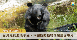 台北市立動物園自 18 日起修園 10 天，期間進行環境與設施維運，動物們也享受著清閒時光，與忙進忙出的工作人員相比，許多動物已經開始在戲水消暑，大象、馬來虎、馬來貘等等紛紛進去到水池泡澡，工作人員更捕捉到台灣黑熊「黑輪」邊泡水邊張嘴享受的畫面。
