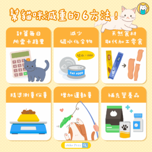 肉肉的很可愛，但健康更重要！靠這 6 方法簡單幫貓咪減重