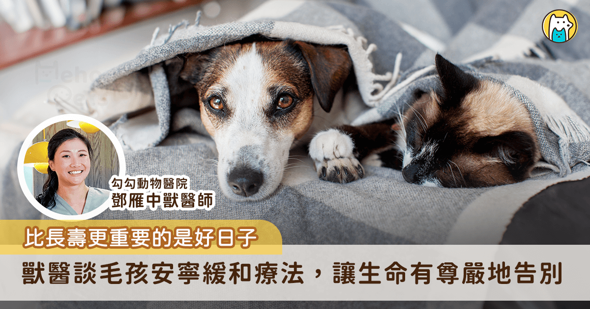 毛孩生病有很多種治療方式，當醫療無法再改善病況，以安寧緩和治療維持好的生活品質，讓毛孩舒服過生活更為重要。這次邀請勾勾動物醫院獸醫師鄧雁中講解安寧緩和治療與一般治療的差異，以及分享執業多年來陪伴許多家長一同經歷這場「打不贏的仗」，背後不為人知的故事與過程，鄧醫師也直呼，「要親眼看見，才知道這些毛孩家長多努力」。