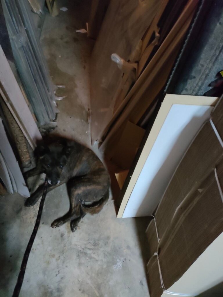 新北市三峽區正義路出現一隻瘦弱年老黑犬，疑似癱瘓被棄置路旁，四肢無力且無法站立行走，獲救送至新北市的毛寶貝醫療中心進行檢傷及醫療，經過 4 個多月的調理，身體狀況漸佳，露出滿臉的笑容能開心在陽光下奔跑。