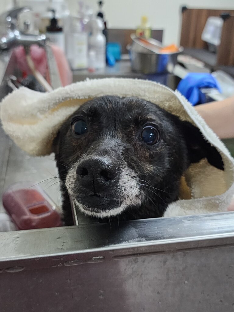 新北市三峽區正義路出現一隻瘦弱年老黑犬，疑似癱瘓被棄置路旁，四肢無力且無法站立行走，獲救送至新北市的毛寶貝醫療中心進行檢傷及醫療，經過 4 個多月的調理，身體狀況漸佳，露出滿臉的笑容能開心在陽光下奔跑。