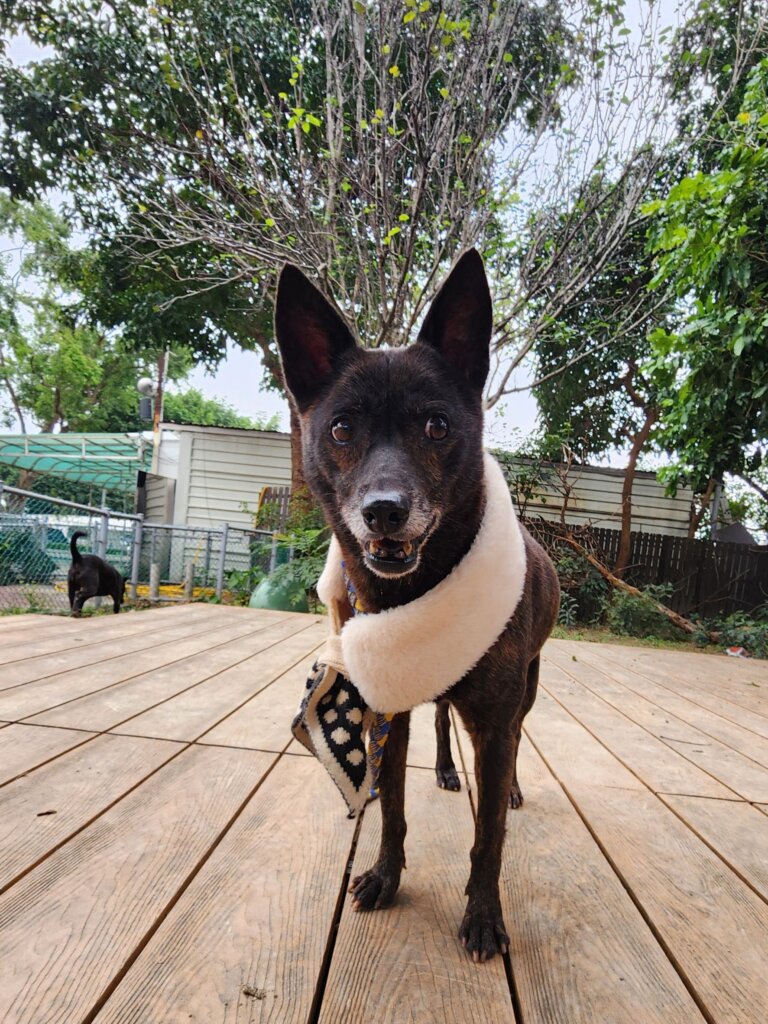 新北市三峽區正義路出現一隻瘦弱年老黑犬，疑似癱瘓被棄置路旁，四肢無力且無法站立行走，獲救送至新北市的毛寶貝醫療中心進行檢傷及醫療，經過 4 個多月的調理，身體狀況漸佳，露出滿臉的笑容能開心在陽光下奔跑。