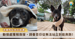 新北市三峽區正義路出現一隻瘦弱年老黑犬，疑似癱瘓被棄置路旁，四肢無力且無法站立行走，獲救送至新北市的毛寶貝醫療中心進行檢傷及醫療，經過 4 個多月的調理，身體狀況漸佳，露出滿臉的笑容能開心在陽光下奔跑。