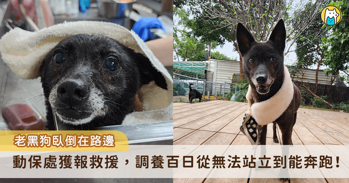 新北市三峽區正義路出現一隻瘦弱年老黑犬，疑似癱瘓被棄置路旁，四肢無力且無法站立行走，獲救送至新北市的毛寶貝醫療中心進行檢傷及醫療，經過 4 個多月的調理，身體狀況漸佳，露出滿臉的笑容能開心在陽光下奔跑。