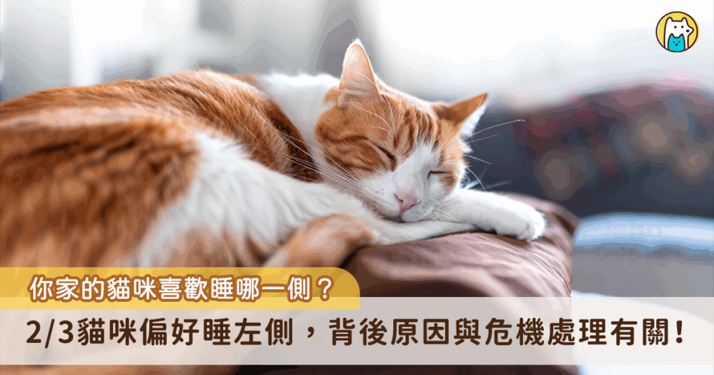 貓咪每日平均睡眠約 12-16 小時，通常偏好在高處睡覺更容易發現捕食者，近日一篇發表在 Current Biology 的研究期刊分析了超過 400 部貓咪影片，發現大部分的貓咪在睡姿上偏好側睡左邊，原因與牠們生存上的防禦機制有關。當貓咪側睡左邊時，牠們的左視野以及右腦可以優先看到接近的動物，而不會被自己的身體遮擋接近時，反應會更加快速，降低捕食的風險。