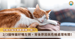 貓咪每日平均睡眠約 12-16 小時，通常偏好在高處睡覺更容易發現捕食者，近日一篇發表在 Current Biology 的研究期刊分析了超過 400 部貓咪影片，發現大部分的貓咪在睡姿上偏好側睡左邊，原因與牠們生存上的防禦機制有關。當貓咪側睡左邊時，牠們的左視野以及右腦可以優先看到接近的動物，而不會被自己的身體遮擋接近時，反應會更加快速，降低捕食的風險。