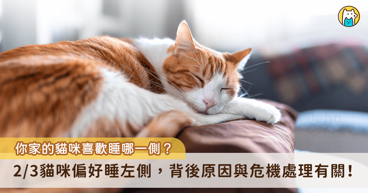貓咪每日平均睡眠約 12-16 小時，通常偏好在高處睡覺更容易發現捕食者，近日一篇發表在 Current Biology 的研究期刊分析了超過 400 部貓咪影片，發現大部分的貓咪在睡姿上偏好側睡左邊，原因與牠們生存上的防禦機制有關。當貓咪側睡左邊時，牠們的左視野以及右腦可以優先看到接近的動物，而不會被自己的身體遮擋接近時，反應會更加快速，降低捕食的風險。
