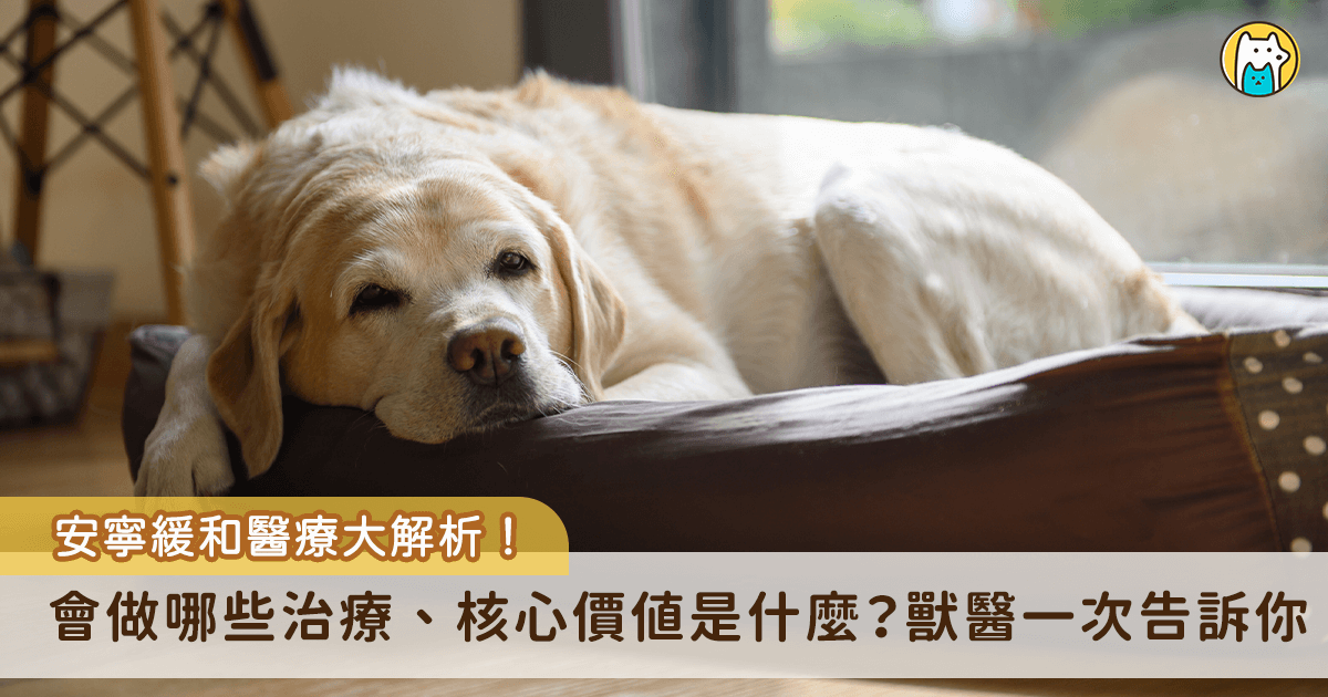 毛孩的疾病到了醫療介入也無法治癒的階段，這時候醫療目標會重新定位，以維持毛孩當前良好的生活品質為優先，透過安寧緩和治療讓牠們繼續享受生活。勾勾動物醫院鄧雁中獸醫師分享了 5 個安寧緩和治療的常見 QA，包含最多家長好奇會進行哪些治療？能否跟積極治療並行？將一一為飼主解答。