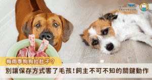 許多飼主都有過類似的經驗，狗狗突然拉肚子、精神不濟，但回想牠吃下肚的似乎都是平常的飼料或鮮食，事實上，有時問題並非出在食物本身，而是在飼主處理食物的過程中，少了一個關鍵動作—「保存與分裝」。